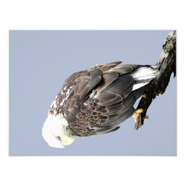 16 x 12 Kodak Professionell Foto Pappert (satan) (Framsidan)