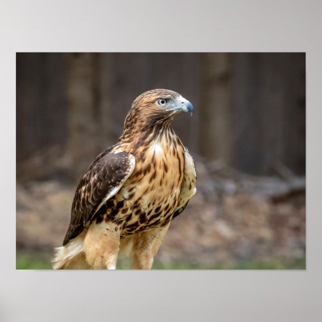 16 x 12 rödskäggig hawk i Hudsondalen Poster (Framsidan)