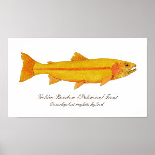 16 x 12 tum, Poster Pappert (projektionsyta)