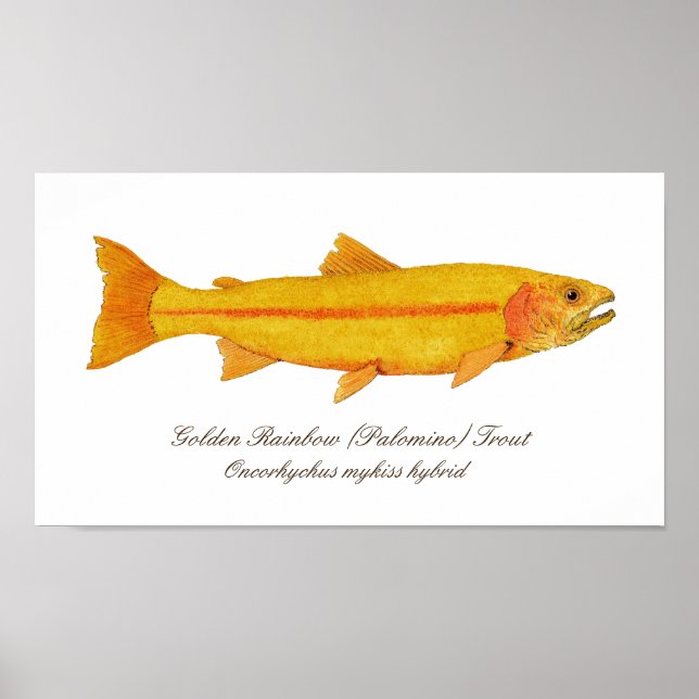 16 x 12 tum, Poster Pappert (projektionsyta) (Framsidan)