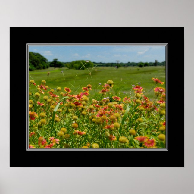 16 x 20 indisk Blanket Wildblomma Poster (Framsidan)