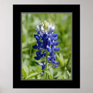 16 x 20 Texas Blubonnet Flower Poster