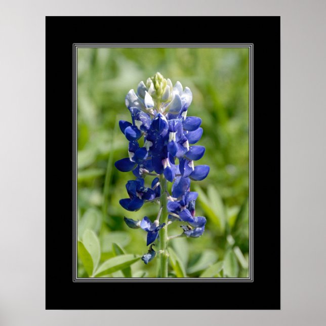 16 x 20 Texas Blubonnet Flower Poster (Framsidan)