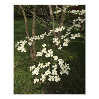 16" x 20" White Dogwood Träd Fototryck