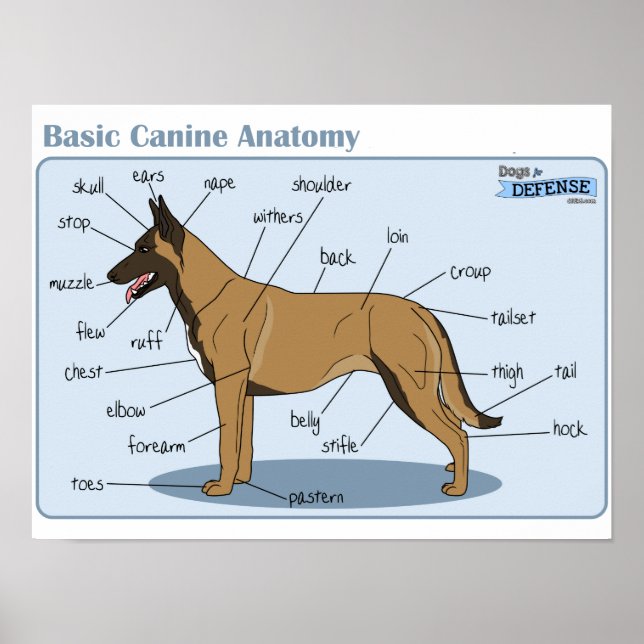 16x12 Canine Anatomy Poster (Framsidan)