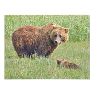 16x12 grizzly bär fotoutskrift fototryck