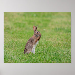 16x12 Kanin som står i gräset och tittar skum Poster