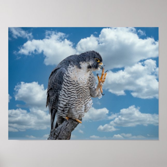 16x12 Peregrine Falcon längs Hudsonfloden Poster (Framsidan)