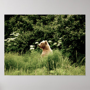 16x12 Poster Papprare (projektionsyta) av grizzlyb