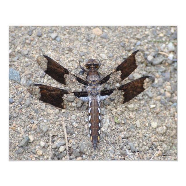 16X20 Dragonfly - En gemensam vit-svan Fototryck (Framsidan)