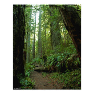 16X20 Old Growth Forest i Twanoh State Park, WA Fototryck