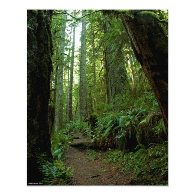 16X20 Old Growth Forest i Twanoh State Park, WA Fototryck (Framsidan)