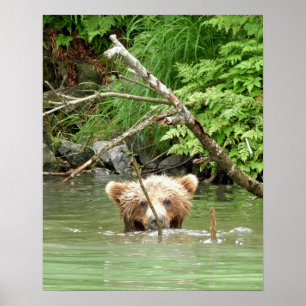 16x20 Poster Papprare (projektionsyta) av grizzly 