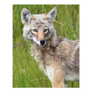 16x20 Satsfoto av koyote Fototryck