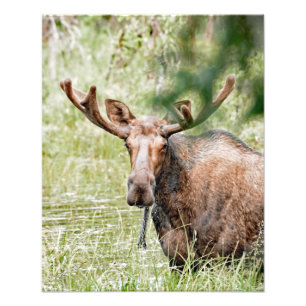 16x20 Symbolfoto Fototryck