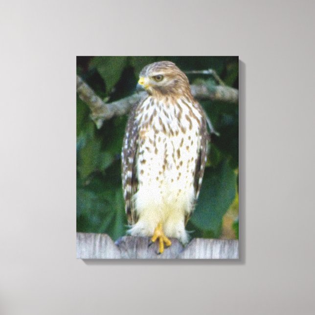 16x20 Wrapped Canvas (glans) w/falcon (Framsida)