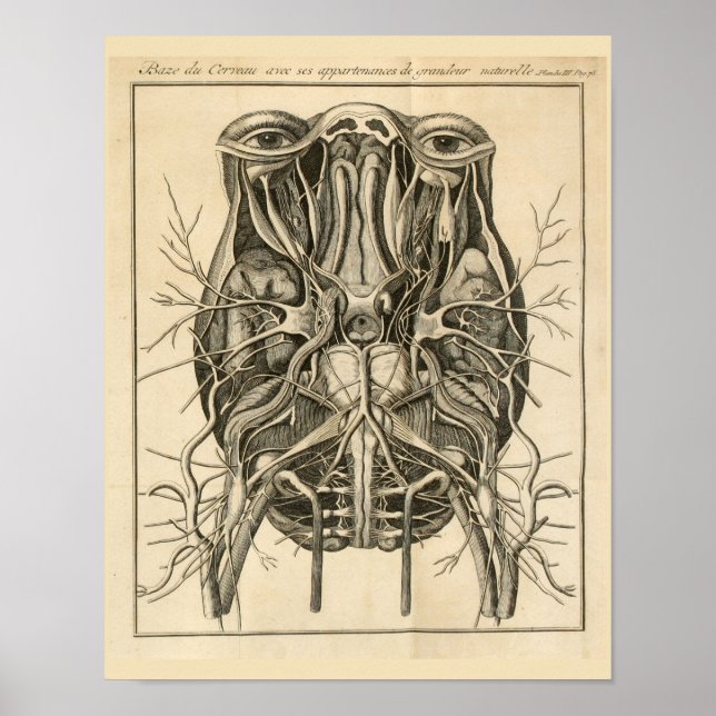1744 Öga Brain Cranial Nerves Anatomy Print Poster (Framsidan)
