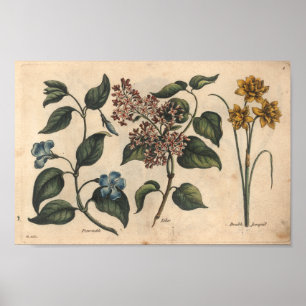 1757 Botanisk blomkruka Poster