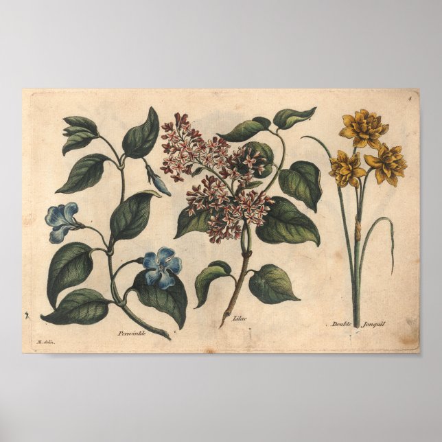 1757 Botanisk blomkruka Poster (Framsidan)