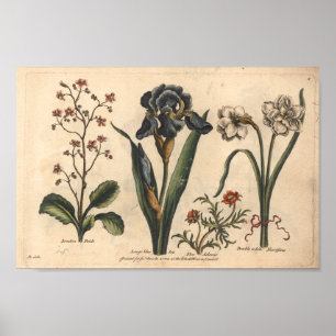 1757 botaniska Iris för blått för blommakonsttr Poster