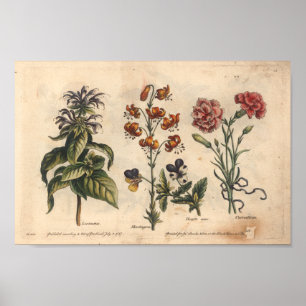 1757 botaniska nejlika för blommakonsttryck poster