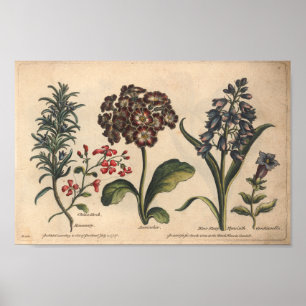 1757 Botaniskt blomboksmönster Poster