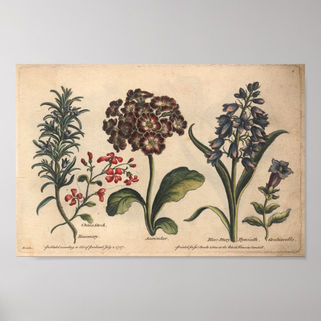 1757 Botaniskt blomboksmönster Poster (Framsidan)