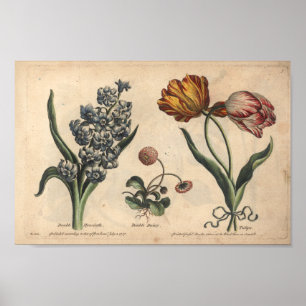 1757 Botaniskt blomformad utskrift Tulip Poster
