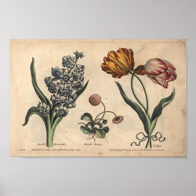 1757 Botaniskt blomformad utskrift Tulip Poster (Framsidan)
