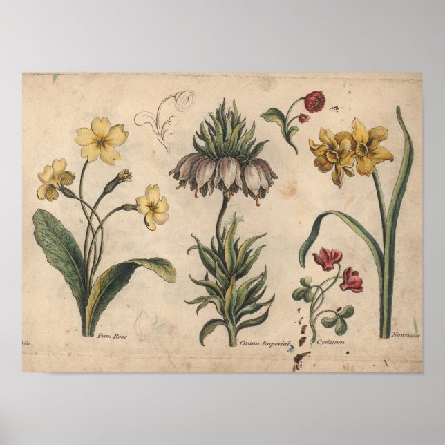 1757 Botaniskt blomformat Print PrimeRose Poster (Framsidan)