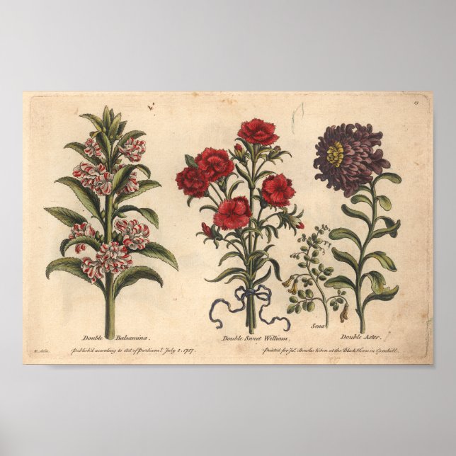 1757 Botaniskt blomskonst Skriv ut Balsamina Poster (Framsidan)