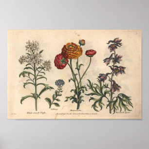 1757 Botaniskt friskklädsutskrift Poster