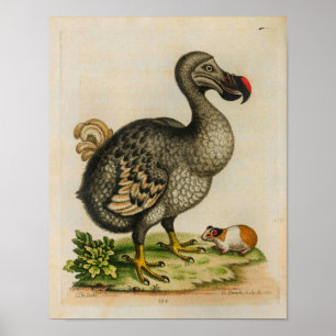 1760 Illustration av Vintagen Dodo Bird Poster