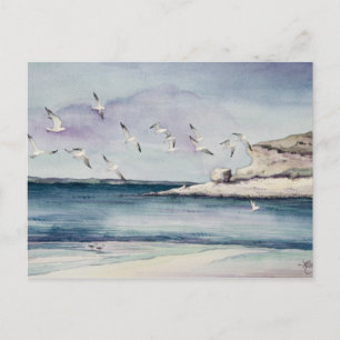 1774 Fiskmåsar på Sandy Beach Postcard Vykort