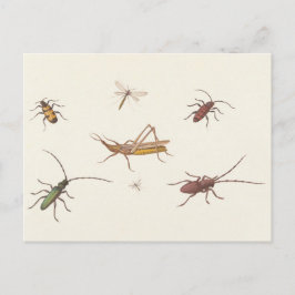 17th C. Fine Art Skiss med sju olika insekter Vykort