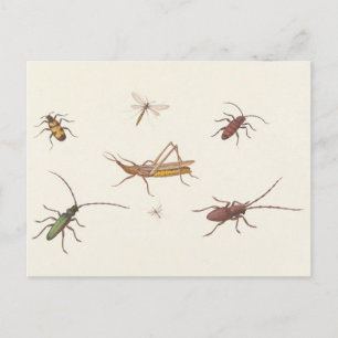 17th C. Fine Art Skiss med sju olika insekter Vykort