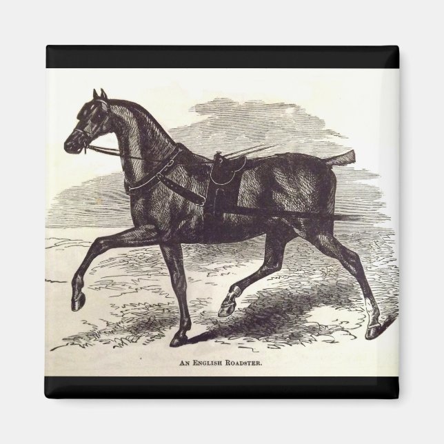 1800-talets bok En engelsk roadster-häst Magnet (Framsidan)