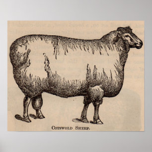 1800-talets Cotswold-får Poster