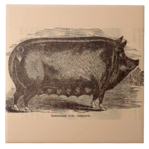 1800-talets gris-tryck Berkshire sow no 1 Kakelplatta