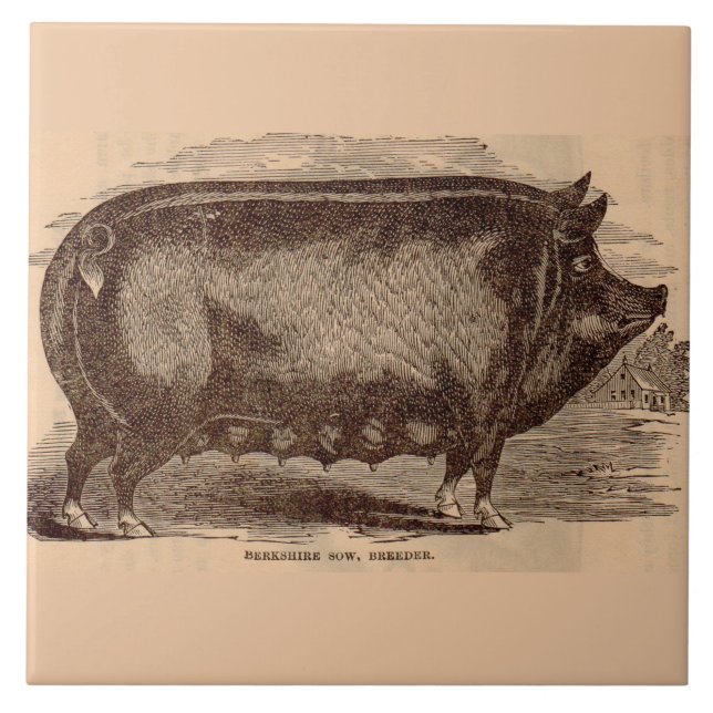 1800-talets gris-tryck Berkshire sow no 1 Kakelplatta (Framsidan)