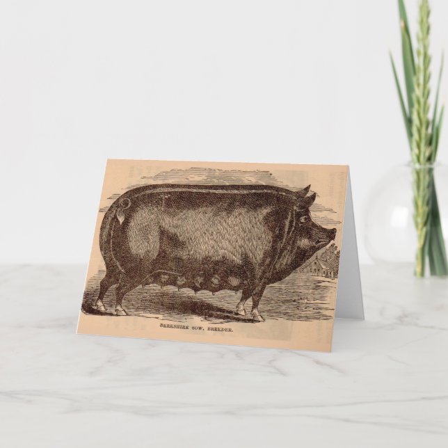 1800-talets gris-tryck Berkshire sow no 1 Kort (Framsida)