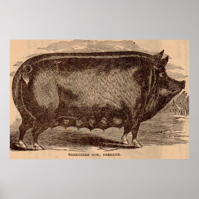 1800-talets gris-tryck Berkshire sow no 1 Poster (Framsidan)