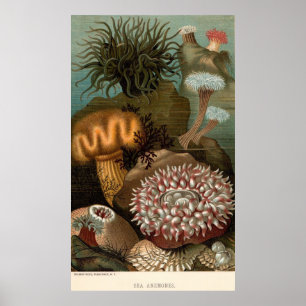 1800-talets havsanemoner poster