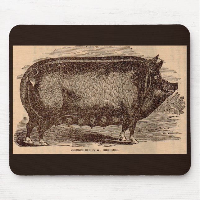 1800-talets husdjur Berkshire sow no 1 Musmatta (Framsidan)