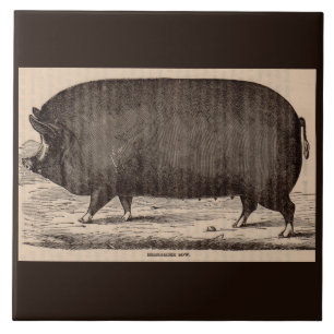1800-talets husdjur Berkshire sow no 2 Kakelplatta