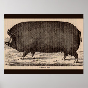 1800-talets husdjur Berkshire sow no 2 Poster
