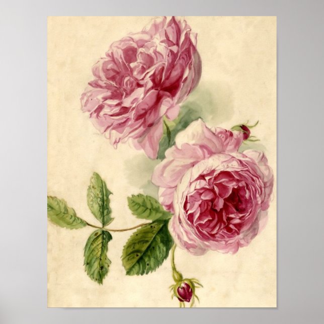 1800-talets Rosa ros-studie Poster (Framsidan)