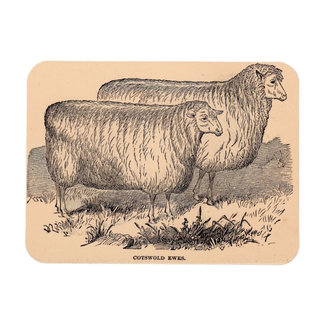 1800-talets sotsvullna tackor magnet (Horisontell)