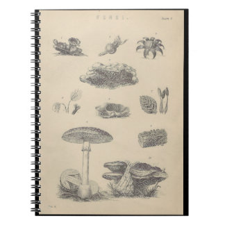 1800-talets svampillustration Bok Anteckningsbok