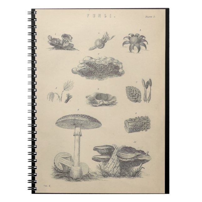 1800-talets svampillustration Bok Anteckningsbok (Framsidan)